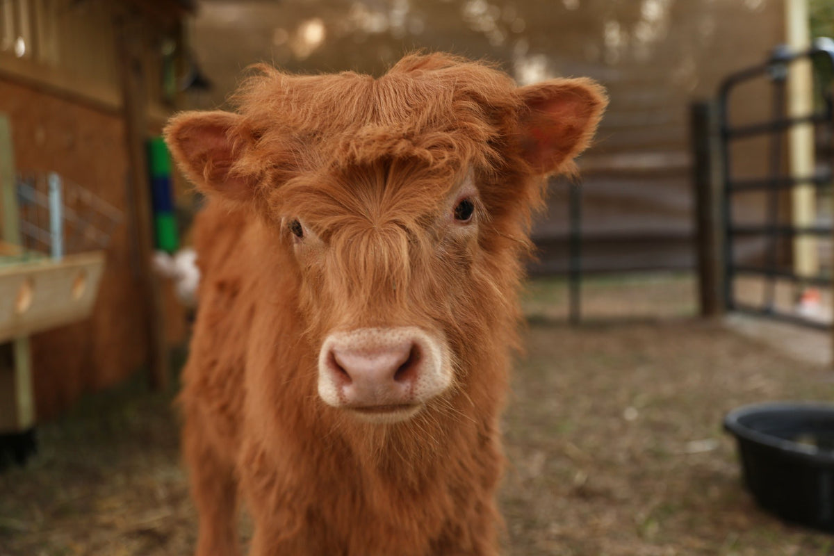 Scottish Highland calf at Rye Meadow Ranch