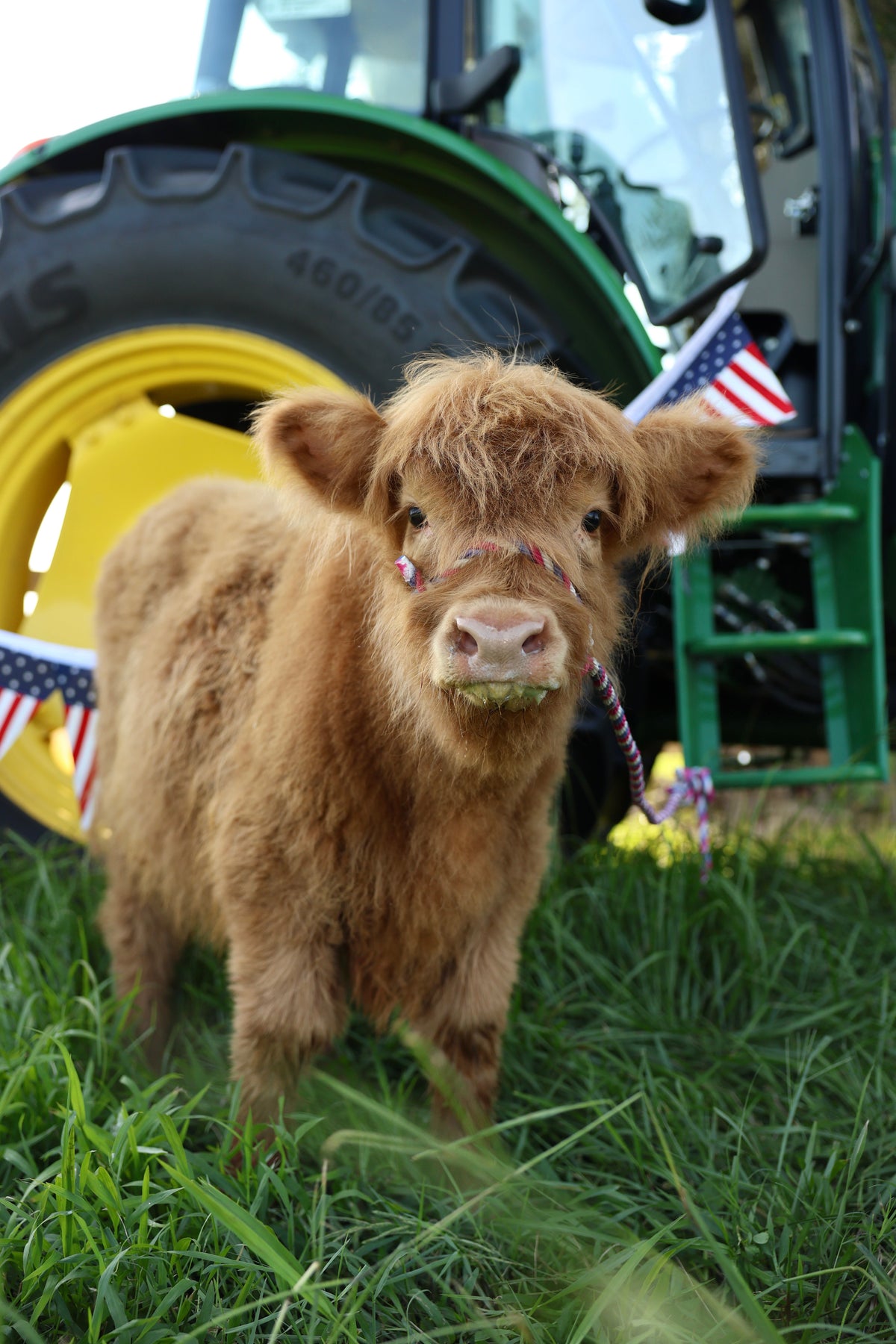 Scottish Highland calf beside a tractor at Rye Meadow Ranch