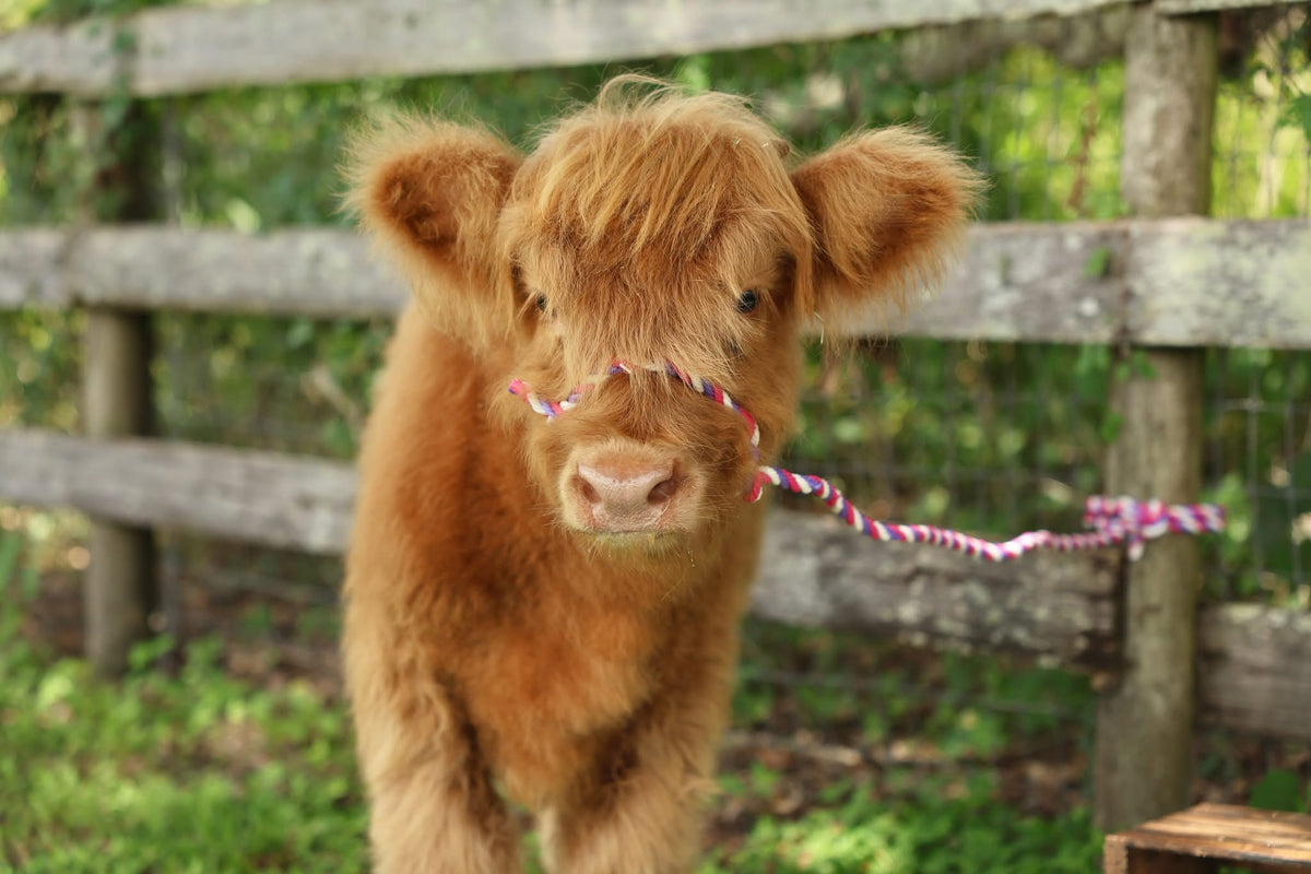 Scottish Highland calf at Rye Meadow Ranch in Bradenton, Florida